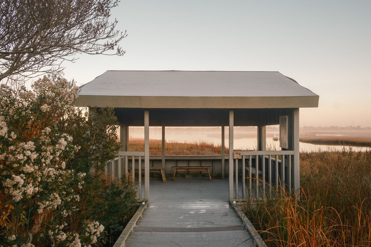 a wildlife observation platform